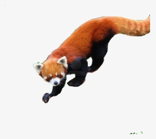 Save Red Panda - Red Panda, HD Png Download, Transparent PNG