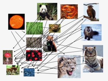 Food Web Of The Red Panda, HD Png Download, Transparent PNG