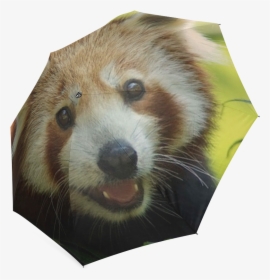 Red Panda Png, Transparent Png, Transparent PNG