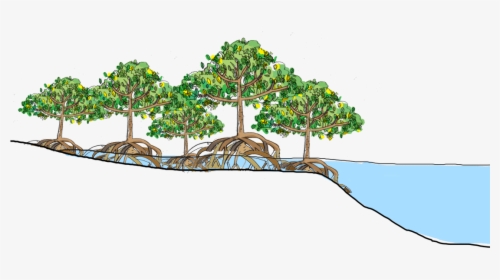 Cbemr A Successful Method - Mangrove Forest Clipart, HD Png Download, Transparent PNG