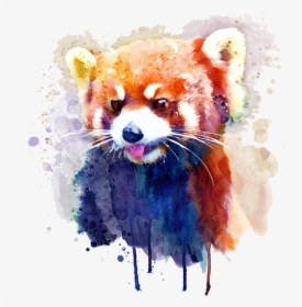 Red Panda Watercolor Painting, HD Png Download, Transparent PNG