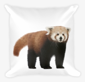 Class Lazyload Lazyload Mirage Cloudzoom Featured Image - Red Panda No Background, HD Png Download, Transparent PNG