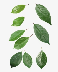Birch,woody Plant,flowering Plant,swamp Birch,beech,elm,elm - Green Leaf Transparent Background, HD Png Download, Transparent PNG