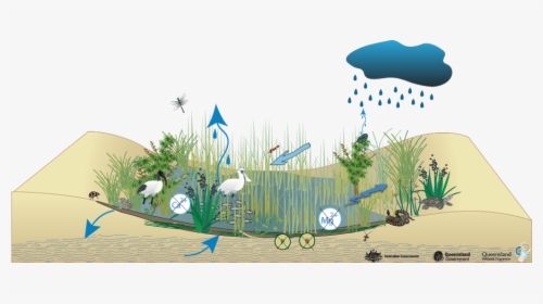 Water Cycle In Swamp, HD Png Download, Transparent PNG