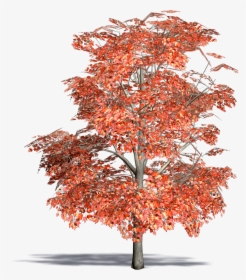 Red Maple, Swamp Maple3d View   Class Mw 100 Mh 100 - Arbol De Maple Dibujo Png, Transparent Png, Transparent PNG