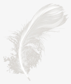 #mq #white #feather #feathers - Monochrome, HD Png Download, Transparent PNG