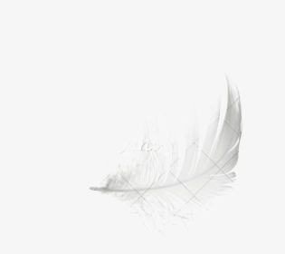 Transparent Feather Duster Png - Darkness, Png Download, Transparent PNG