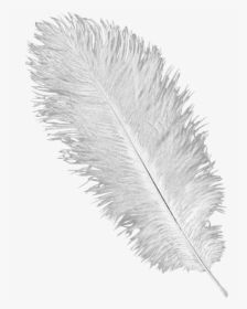 White Ostrich Feather Plume - White Ostrich Feather, HD Png Download, Transparent PNG