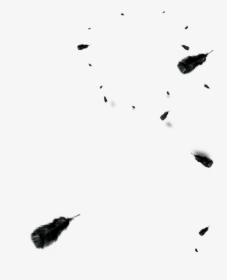 And Floating Euclidean Vector Black Feather White Clipart - Feather, HD Png Download, Transparent PNG