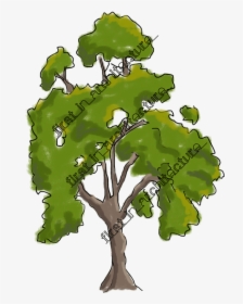 Fia Trees Elevation - Architecture Tree Elevation Png, Transparent Png, Transparent PNG