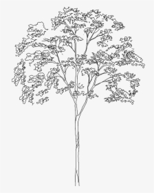 Tree 529 3d View - Tree Elevation, HD Png Download, Transparent PNG