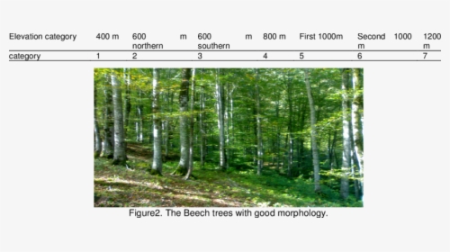 Transparent Tree Elevation Png - Spruce-fir Forest, Png Download, Transparent PNG