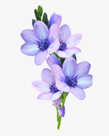 Mauve, Flower, Bulb, Pastel - Light Purple Flower Png, Transparent Png, Transparent PNG