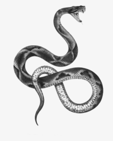 The Snakes Of Australia Tattoo Artist Black And Gray - Snake Edit, HD Png Download, Transparent PNG