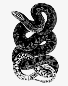 Camiseta Rattlesnake Snake, HD Png Download, Transparent PNG