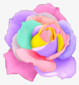 Rose Rainbow Flower Flowers Pastel Rosesfreetoedit - Beautiful Flowers Rainbow, HD Png Download, Transparent PNG