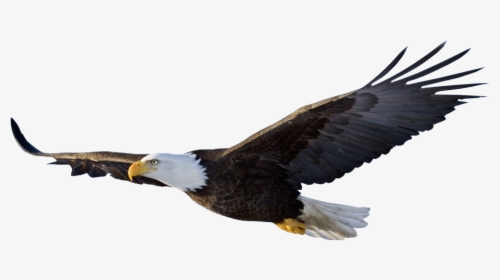 Bird,vertebrate,bald Eagle,eagle,bird Of S Sea Eagle,sea - Bald Eagle Transparent Background, HD Png Download, Transparent PNG