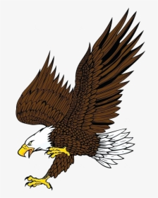 Eagle Clipart Bald Attack By Animals Characters Images - Eagle Drawing With Color, HD Png Download, Transparent PNG