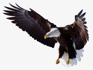 Eagle Wings Logo Png - Bald Eagle, Transparent Png, Transparent PNG