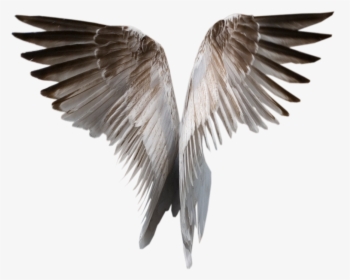 Wings Png - Realistic Wings Transparent Background, Png Download, Transparent PNG
