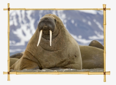 Transparent Sealion Clipart - Walrus Animal, HD Png Download, Transparent PNG