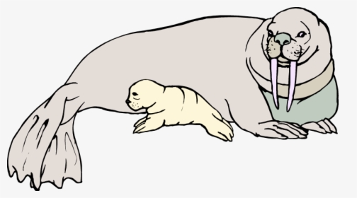 Free Walrus Clipart - Walruses And A Baby Walrus Drawings, HD Png Download, Transparent PNG