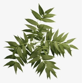 Sorbus, HD Png Download, Transparent PNG