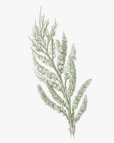Twigs Png, Transparent Png, Transparent PNG