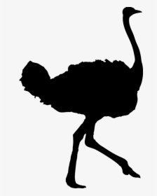 Transparent Ostrich Clipart - Ostrich Silhouette, HD Png Download, Transparent PNG