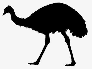 Ostrich Clipart Cartoon - Emu Cartoon Transparent, HD Png Download ,  Transparent Png Image - PNGitem