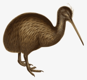 Flightless Bird,ratite,ostrich - Birds White Background, HD Png Download, Transparent PNG