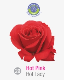 Rosa Variedad Hot Lady, HD Png Download, Transparent PNG