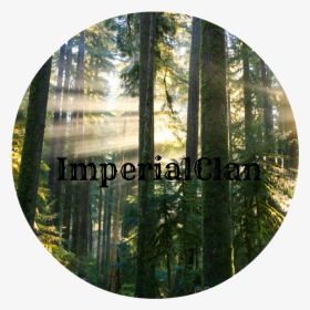 Peter James Photo Gallery Sunbeams In Misty Forest - Pacific Northwest Forest Photography, HD Png Download, Transparent PNG