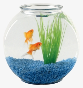 Fish Bowl Picture - Fish Tank Transparent Background, HD Png Download, Transparent PNG