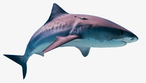 Shark Png Hd - Hawaii Tiger Shark, Transparent Png, Transparent PNG
