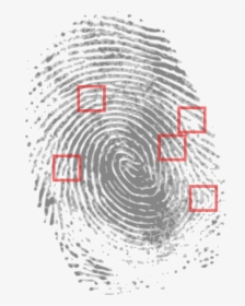 Prints Clipart Finger Print - Crime Scene Fingerprint Evidence, HD Png Download, Transparent PNG