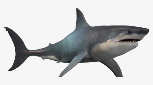 Real Great White Shark Png, Transparent Png, Transparent PNG