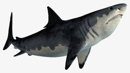 Tiger Shark Great White Shark Shark Jaws - Shark Png, Transparent Png, Transparent PNG