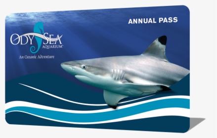 Hours And Visit - Tiger Shark, HD Png Download, Transparent PNG