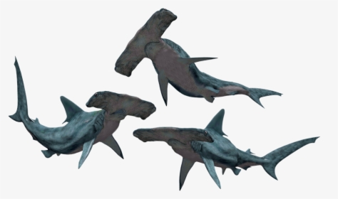 Shark, Sharks, Hammerhead, Fish, Danger, Dangerous - Hammerhead Shark Transparent Background, HD Png Download, Transparent PNG