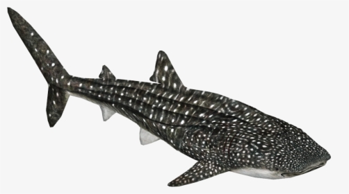 Thumb Image - Zoo Tycoon 2 Whale Shark, HD Png Download, Transparent PNG