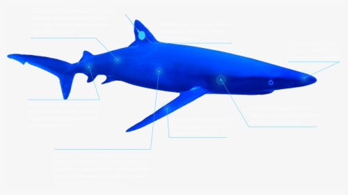 The Global Shark Movement Project - Great White Shark, HD Png Download, Transparent PNG