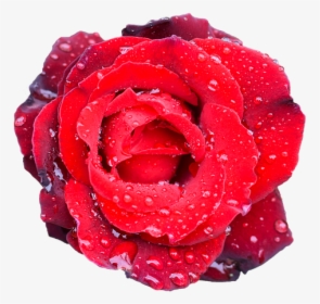 Rose, Flower, Petal, Love, Wedding, Romance, Bouquet - Garden Roses, HD Png Download, Transparent PNG