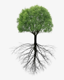 #tree #roots - Tree With Roots Png, Transparent Png, Transparent PNG