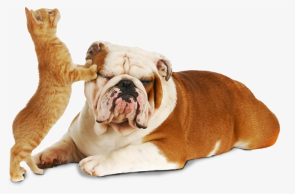 Cat And Dog - Cute Pics Of Dogs And Cats, HD Png Download, Transparent PNG