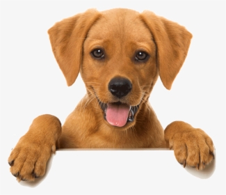 Transparent Happy Cat Png - Dog Looking Over Wall Transparent, Png Download, Transparent PNG