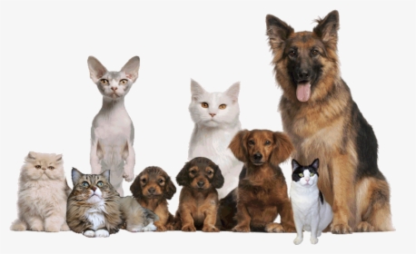 Cropped-pets Edited Rev2 - Keep Pets, HD Png Download, Transparent PNG