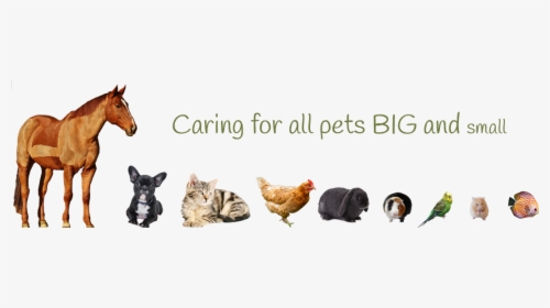 Caring For Pets Big And Small - Pets Big To Small, HD Png Download, Transparent PNG