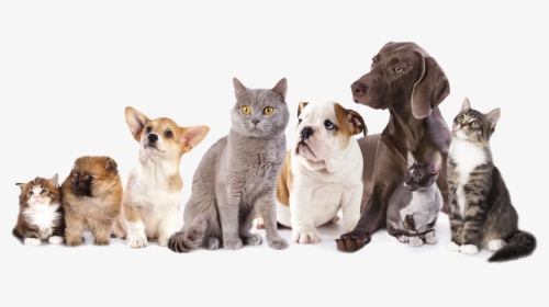 Foster Cats And Dogs, HD Png Download, Transparent PNG