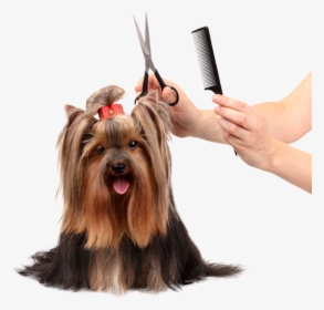 Dog Grooming - Pet Grooming, HD Png Download, Transparent PNG